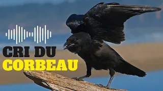 Cri du Corbeau ( CORBEAU qui CROASSE ) chant du corbeau