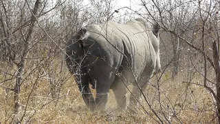 Endangered White Rhinoceros marking his territory 🙈 in Kruger National Park