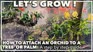 HOW TO ATTACH AN ORCHID TO A TREE: A step by step guide