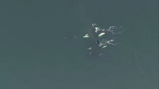 Orcas spotted in Puget Sound near West Seattle