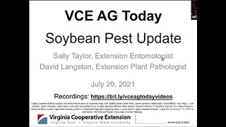 VCE AG Today: Soybean pest update (VCE-1027-57NP)