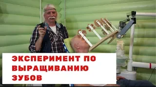 Эксперимент по выращиванию зубов - Александр Тюрин