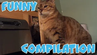 Most FUNNY Cats of ALL TIME Compilation