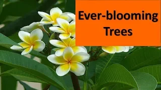 Landscaping with Ever-blooming Trees