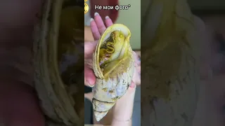 Ответ на комментарий ч.17🐌 как понять что улитка умерла🤧🥺🌿🐌#supersnails