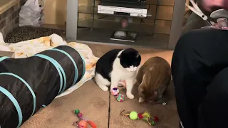 Cats unmoved by new toys