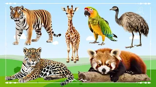 Amazing Familiar Animals Playing Sound: Tiger, Giraffe, Parrot, Ostrich, Leopard & Red Panda