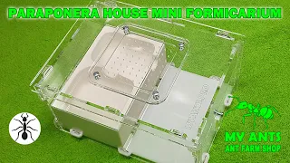 Paraponera House Mini Formicarium