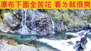 瀑布下面全苦花 看ㄌ就很爽 @夏天冰涼適合玩水 一個人ㄉ深山旅行