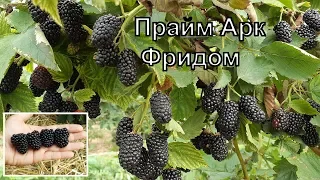 Ежевика Прайм Арк Фридом - а  так ли хорош, как его рекламируют?