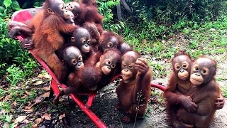 Adorable Orangutans Go To 'School' In Wheelbarrow