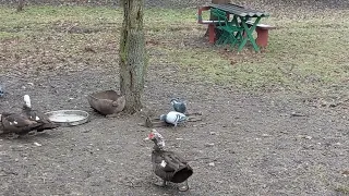 Спортивні голуби, привчання до годування в полі.