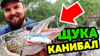 КРОКОДИЛ КАНИБАЛ ЯДЕ риби по 60 СМ!!! Риболов на щука / pike fishing