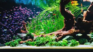 500 Neon Tetras | Most Beautiful Neon Tetra Aquarium