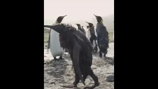 Таким императорского пингвина вы еще, наверное, не видели 👀