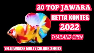 Daftar Cupang Juara Kontes 2021 || Ikan Cupang Yellowbase Multicolor Termahal