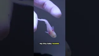 This Axolotl went on an Airplane ✈️