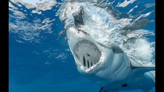 Ribs, Stomach, Lungs Exposed in Great White Attack - Rodney Fox