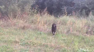 Прогулка с лайками. Сезон не за горами.