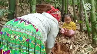 Today, mother and son went to harvest bamboo shoots to sell and raise their children