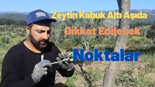 Zeytin Kabuk Aşısı