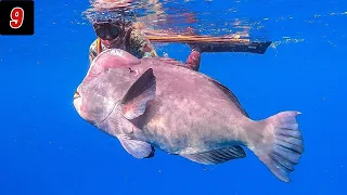 Hunting for Giant Fish in the Maluku Sea (Sanana Island) | indonesian spearfishing