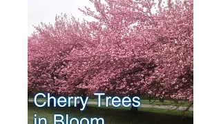 Fruiting Cherry vs Flowering Cherry Tree