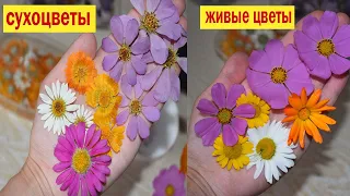 КАК СУШИТЬ ЦВЕТЫ🌺 Сухоцвет не отличить от живых цветов! Объемная сушка.  Где взять сухоцветы?