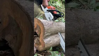 Stihl chainsaw cut tree#ms382