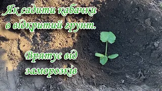 Як садити кабачки в відкритий грунт❓ Особливий спосіб👍