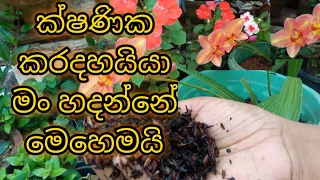 මල් වගාවට ක්ෂණිකව කරදහයියා මං හදා ගන්නෙ මෙහෙමයි | Mal wagawata karadahaiya | Kara dahaiya