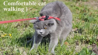 The Great Outdoors:  Walking Your Cat Safe