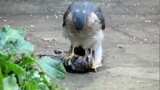 Sparrowhawk plucking live Starling pt1