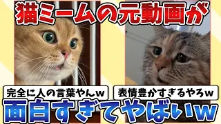 【2ch動物スレ】猫ミームで有名になった『猫』ちゃん達の元動画を集めてみた結果ｗｗｗ.