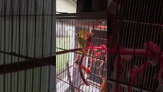 Double yellow headed Amazon parrot