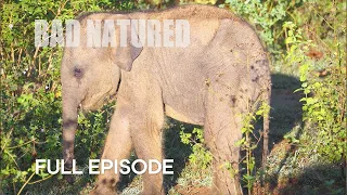 Baby Elephant Abandoned by Mother | Bad Natured | BBC Earth