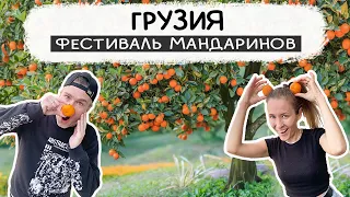 ЭТО ШОК, всё бесплатно!!! Фестиваль мандаринов в Батуми! Мандариновые сады в Грузии! Сбор мандаринов