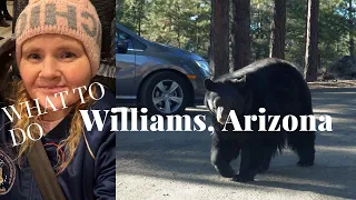 Bearizona! What to do in Williams, AZ 🐻