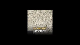 Island reef research
