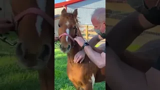 PONY COMPLAINS ABOUT PAIN & GETS RELIEF!! | Animal Chiropractor