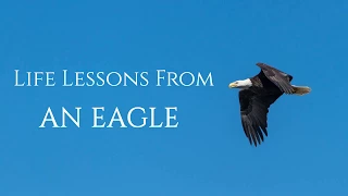 Life Lessons From An Eagle | Leadership Lessons From An Eagle | Eagle Story