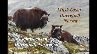 Moschusochsen im Dovrefjell, Musk oxen, Moskus i Dovrefjell