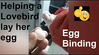 Egg Binding - Helping a Lovebird Lay Egg - Vlog16