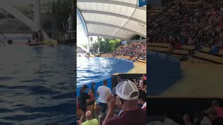 Loro Parque Tenerife (november 2022). Orca. Лоро Парк Тенерифе ноябрь 2022. Косатки. part.1