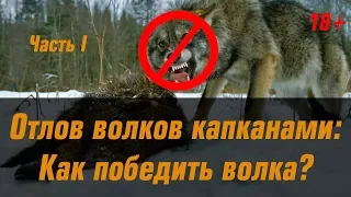 Отлов волков капканами - часть первая, как мы победили волка!