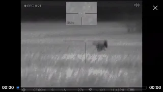 Pulsar thermal coyote hunting