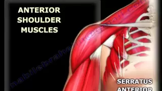 Anatomy of the Shoulder - Everything You Need To Know - Dr. Nabil Ebraheim