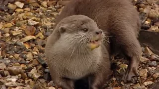 Animal Park - Otter Love | Safari Park Documentary | Natural History Channel