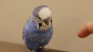 Pixel the parakeet speaks to a human!