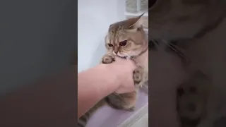 Kung-fu Cat / Karateci Kedi / Karate Cat